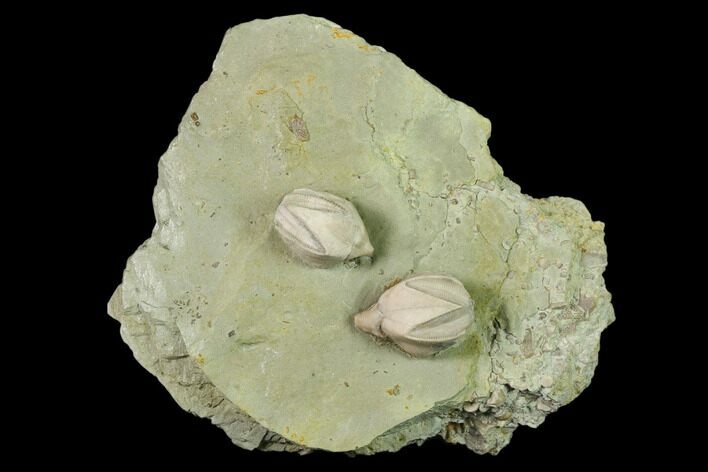 Multiple Blastoid (Pentremites) Plate - Illinois #135598